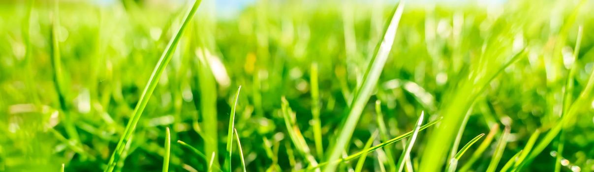 Earth landscape, growth and natural environment concept - Fresh grass and sunny blue sky on a green field at sunrise, nature of countryside