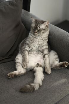 Lovely tabby cat sleeping on grey comfortable couch with a funny gesture. Domestic life animals concept.