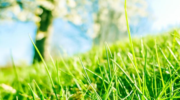 Earth landscape, growth and natural environment concept - Fresh grass and sunny blue sky on a green field at sunrise, nature of countryside