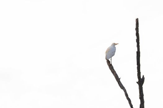 Cattle egret bird (Bubulcus ibis) perching on the tip of a dead tree branch with clear sky, Pretoria, South Africa