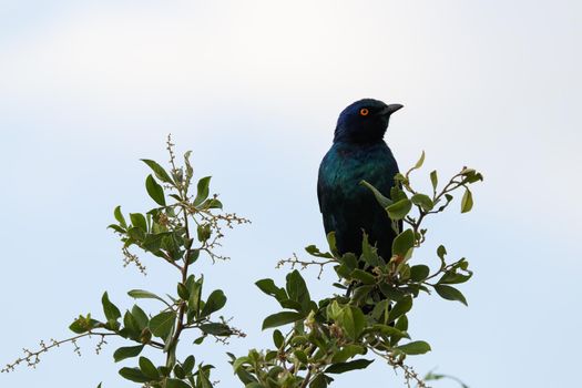 Greater blue-eared starling bird (Lamprotornis chalybaeus) perching on tree branch, Pretoria, South Africa