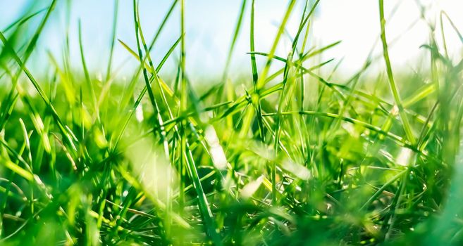 Earth landscape, growth and natural environment concept - Fresh grass and sunny blue sky on a green field at sunrise, nature of countryside