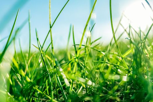 Earth landscape, growth and natural environment concept - Fresh grass and sunny blue sky on a green field at sunrise, nature of countryside