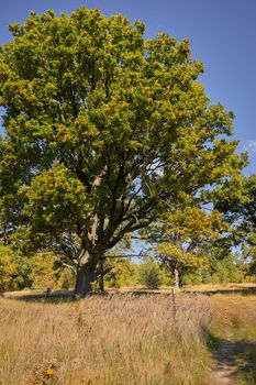 old oak trees near the road