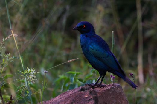 Greater blue-eared starling bird (Lamprotornis chalybaeus) standing on rock, Pretoria, South Africa