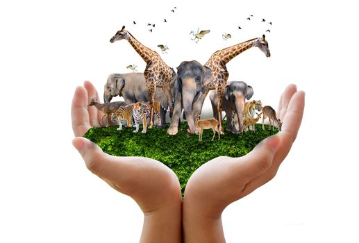 World Animal Day World Wildlife Day  Groups of wild beasts were gathered in the hands of people