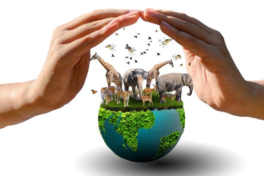 World Animal Day World Wildlife Day  Groups of wild beasts were gathered in the hands of people