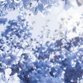 Flower background, spring nature and botanical beauty concept - Blue floral composition