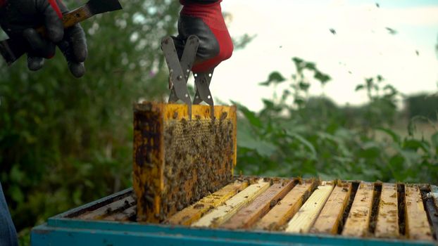 The beekeeper uses tongs to take out a frame with honeycombs from the hive. Bees on honeycomb. A man on a farm is engaged in beekeeping. Summer honey harvest. 4k