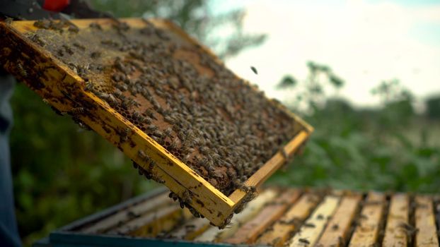 The beekeeper uses tongs to take out a frame with honeycombs from the hive. Bees on honeycomb. A man on a farm is engaged in beekeeping. Summer honey harvest. 4k