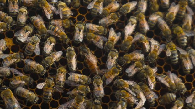 The queen bee crawls over the comb and carries the egg. The queen of bees is the largest and is guarded by bees. Head of the family closeup. 4k