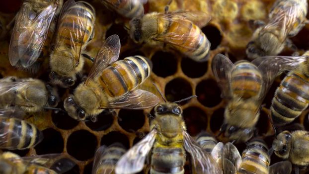 Bees on honeycombs make honey. A swarm of bees make honey busy with work. Thoroughbred bees on a farm. Macro shooting. 4k