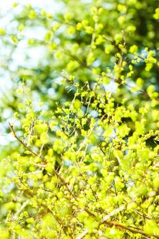 Natural environment, botanical textures and bioenergy concept - Green leaves in springtime, nature background