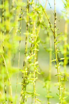 Natural environment, botanical textures and bioenergy concept - Green leaves in springtime, nature background