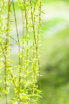 Natural environment, botanical textures and bioenergy concept - Green leaves in springtime, nature background