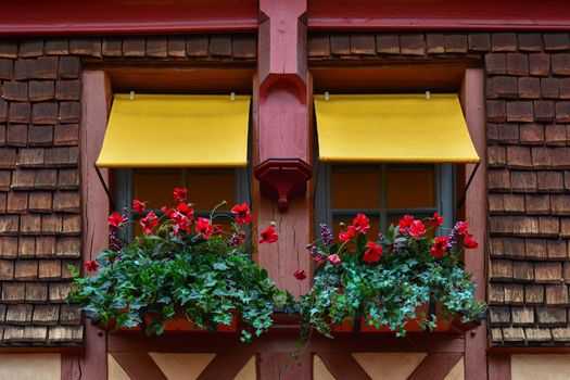 Pots with poppies and ivy flowers hanging from a windowsill