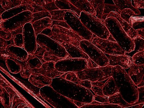close up of 3d microscopic bacteria, 3D rendering Bacteria closeup, virus or bacteria cells high resolution science illustration