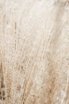 Beauty in nature, balanced lifestyle, environmental concept - Rustic autumn field