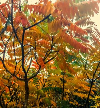 Fall season, weather and environment concept - Autumn leaves and trees, nature background