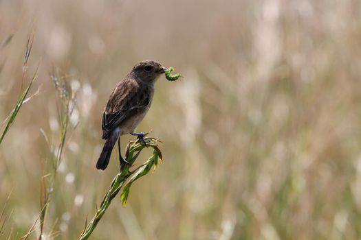 Female stonechat bird (Saxicola torquata) perching on grass stem with caught caterpillar in beak, Pretoria, South Africa