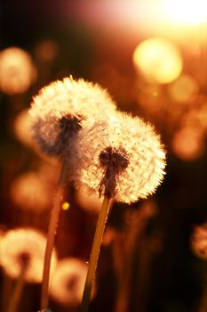 Closeup of nice fluffy dandelions against sunlight at sunset