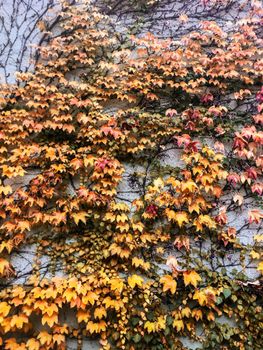 Fall season, weather and environment concept - Autumn leaves and trees, nature background