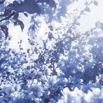 Flower background, spring nature and botanical beauty concept - Blue floral composition