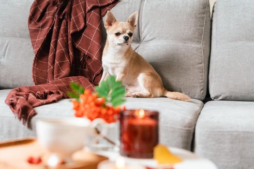 Funny puppy chihuahua lying on couch and pillow under plaid indoors. Cute Little dog home warming under blanket in cold fall autumn winter weather. Pet animal in living room with candle and decor.