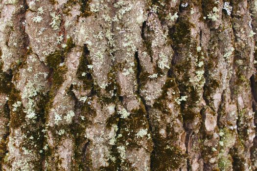 Texture of an gray Oak Tree Bark under Moss