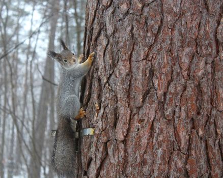 Squirrel sitting on pine tree. Winter Landscape photo with forest animal.
