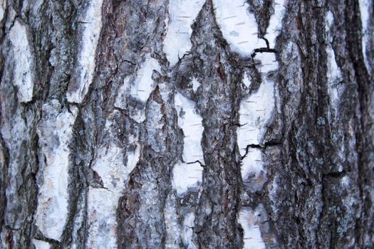 Birch Bark - Pattern of Wooden Texture Illustration