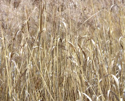 Texture with reeds on river. Background of swamp nature with cane