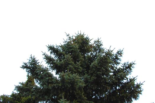 christmas tree isolated on white background close up.