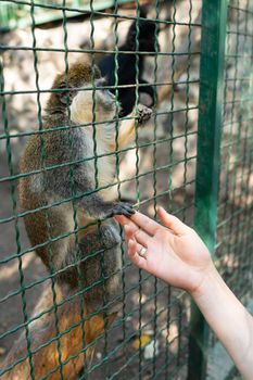 The animal needs human love and protection. The monkey holds the girl's hand in the petting zoo