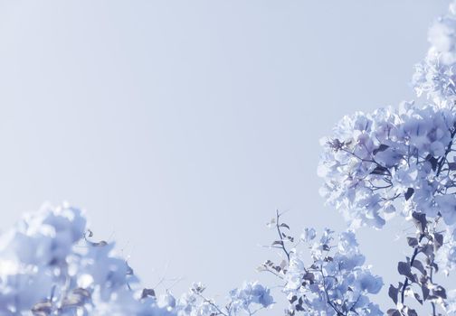 Flower background, spring nature and botanical beauty concept - Blue floral composition