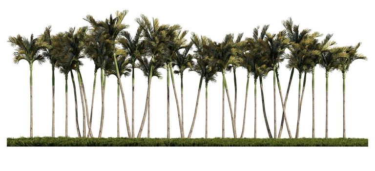 3ds rendering image of front view of palm trees on grasses field.