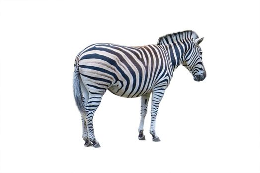 Zebra isolate. Zebra side view isolated on white background.