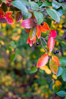 bright autumn background leaves and fruits of chokeberry Bush. High quality photo