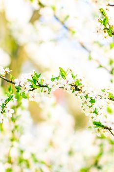 Floral beauty, dream garden and natural scenery concept - Cherry tree blossom in spring, white flowers as nature background