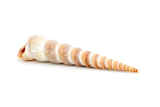 Image of pointed cone shell (Terebridae) on a white background. Undersea Animals. Sea Shells.