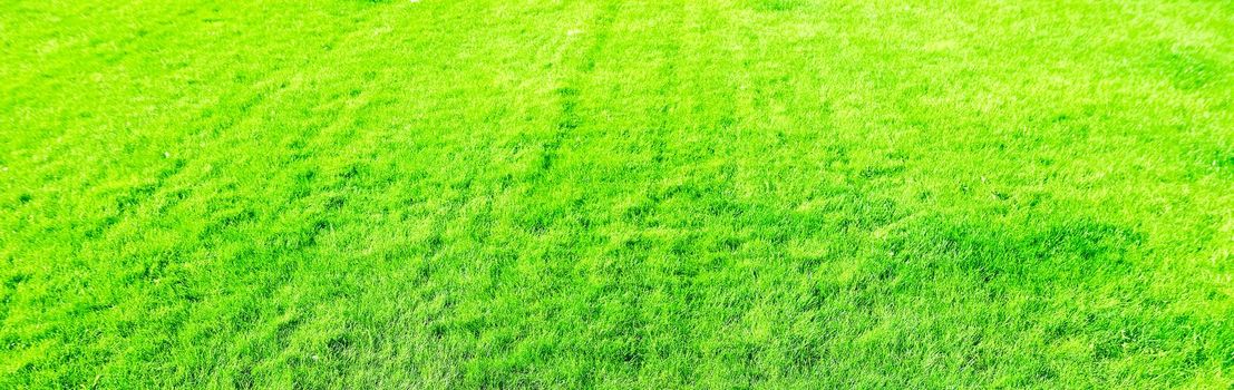 Nature, garden and golf landscape concept - Grass field background, perfect backyard lawn