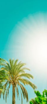 Nature, tropical backdrop and summer vacation concept - Palm tree beach background, summertime travel