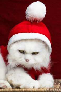 Portrait of a fluffy white cat in a Christmas decoration - Santa Claus costume on red studio background. New year, pets, animals meme concept. High quality photo