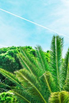 Nature, tropical backdrop and summer vacation concept - Palm tree beach background, summertime travel