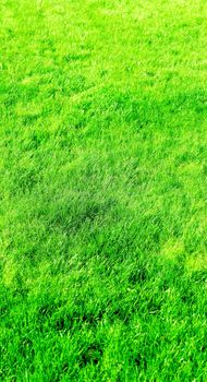 Nature, garden and golf landscape concept - Grass field background, perfect backyard lawn