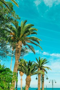 Nature, tropical backdrop and summer vacation concept - Palm tree beach background, summertime travel