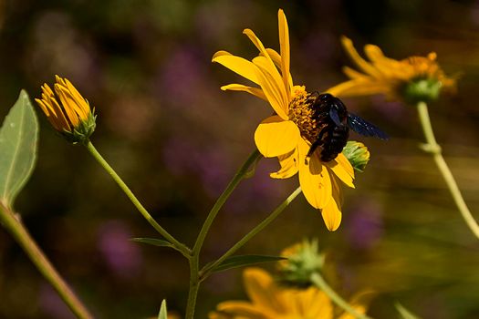 Large bee on a yellow daisy. Detail and detail photography, out of focus background, yellow green.