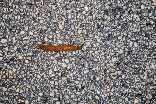 Spanish Slug (Arion lusitanicus - Arion vulgaris) or Portuguese slug as an invasive species and garden pest