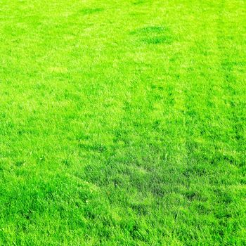 Nature, garden and golf landscape concept - Grass field background, perfect backyard lawn