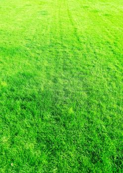 Nature, garden and golf landscape concept - Grass field background, perfect backyard lawn